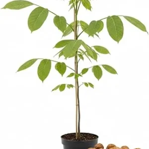Walnut Tree Live Plant 1-3 Ft Tall - Fast Growing Nut Tree for Outdoor Gardens - Image 6