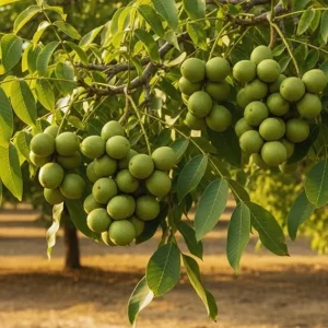 Walnut Tree Live Plant - 2 Feet Tall Cold Hardy Fruit Tree for Gardening - Image 7