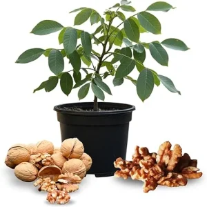 Walnut Tree Plant – Live 1-3 Ft Tall – Hardy Nut Tree for Outdoor Growing - Image 1