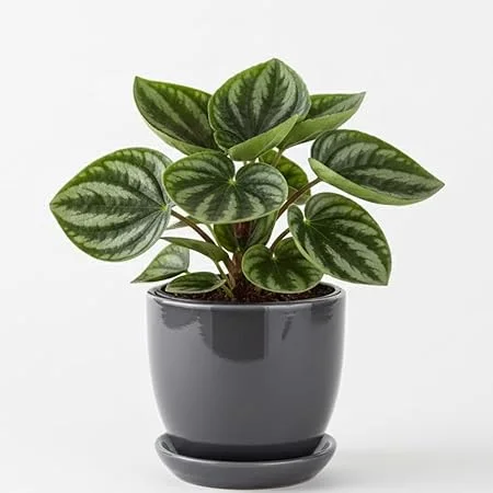 Watermelon Peperomia Live Plant - 4 Inch Pot, Ornamental Indoor Houseplant - Image 1
