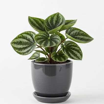 Watermelon Peperomia Live Plant - 4 Inch Pot, Ornamental Indoor Houseplant - Image 4