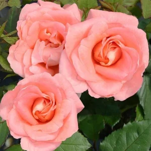 Westerland Climbing Rose Plant - Live Orange Apricot Flower Bush, 5-7 Inch Tall - Image 2