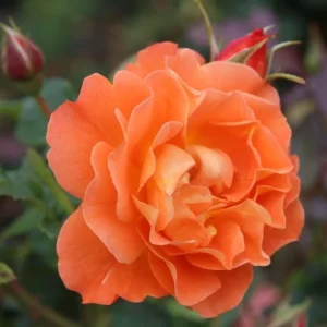 Westerland Climbing Rose Plant - Live Orange Apricot Flower Bush, 5-7 Inch Tall - Image 4