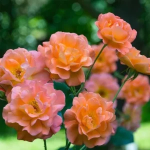 Westerland Climbing Rose Plant - Live Orange Apricot Flower Bush, 5-7 Inch Tall - Image 6
