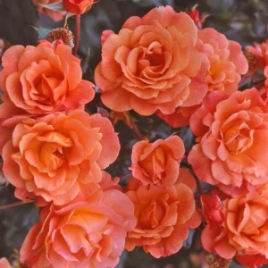 Westerland Climbing Rose Plant - Live Orange Apricot Flower Bush, 5-7 Inch Tall - Image 1