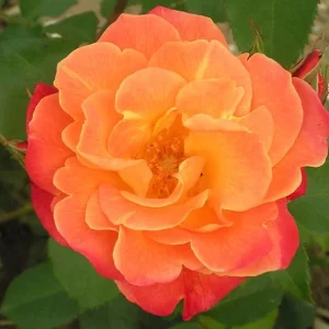 Westerland Climbing Rose Plant - Live Orange Apricot Flower Bush, 5-7 Inch Tall - Image 7
