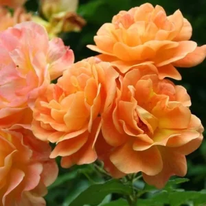 Westerland Climbing Rose Plant - Live Orange Apricot Flower Bush, 5-7 Inch Tall - Image 8