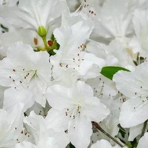 White Azalea Live Plant - 9 Months Old Shrub for Outdoor Growing - Image 7