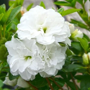 White Azalea Live Plant, Rhododendron Flowering Shrub for Outdoor Planting, 10 Inches Tall, Hardy Azalea Bush for Landscape and Garden - Image 1