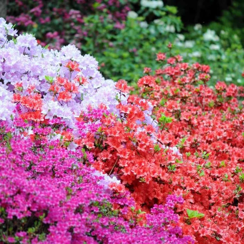 White Azalea Live Plant, Rhododendron Flowering Shrub for Outdoor Planting, 10 Inches Tall, Hardy Azalea Bush for Landscape and Garden - Image 2