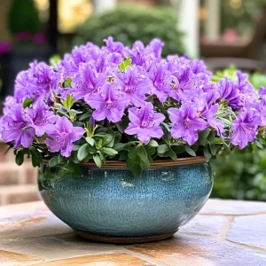 White Azalea Live Plant, Rhododendron Flowering Shrub for Outdoor Planting, 10 Inches Tall, Hardy Azalea Bush for Landscape and Garden - Image 3