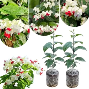 White Bleeding Heart Plants Live - 2-Pack, 4-6 Inch Tall, Perennial Shade Flower - Image 7