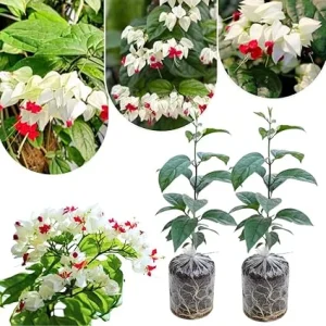 White Bleeding Heart Plants Live - 2-Pack, 4-6 Inch Tall, Perennial Shade Flower - Image 1