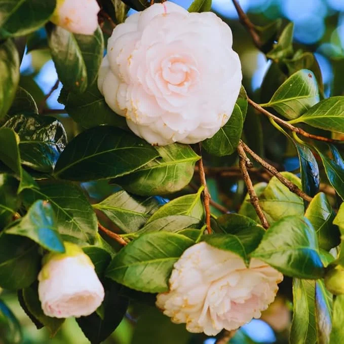 White Camellia Japonica Live Plant - 4 Inch Potted Bush, Fragrant Flower - Image 2