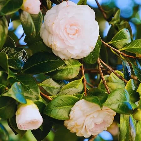 White Camellia Japonica Live Plant - 4 Inch Potted Bush, Fragrant Flower - Image 5