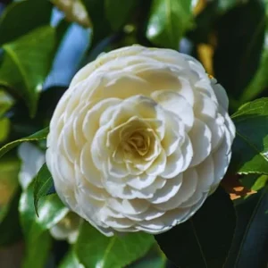 White Camellia Japonica Live Plant, 5-10 Inches Tall, Potted Bush, Outdoor - Image 3
