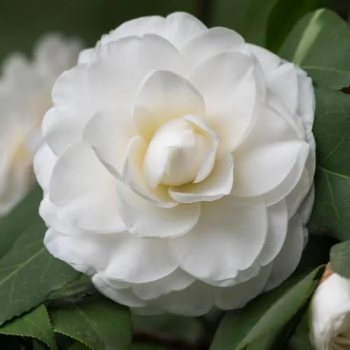 White Camellia Live Plant - 4" Pot, 6-12" Tall - Outdoor Shrub - Image 3