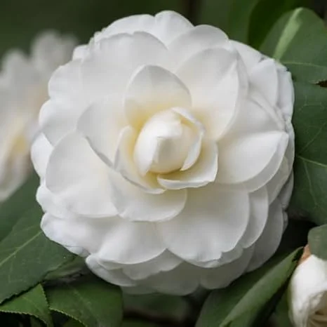 White Camellia Live Plant - 4" Pot, 6-12" Tall - Outdoor Shrub - Image 5