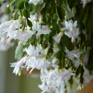 White Christmas & Thanksgiving Cactus Live Plant – Schlumbergera – 4-6