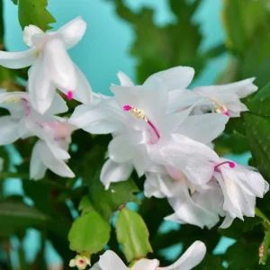 White Christmas & Thanksgiving Cactus Live Plant – Schlumbergera – 4-6