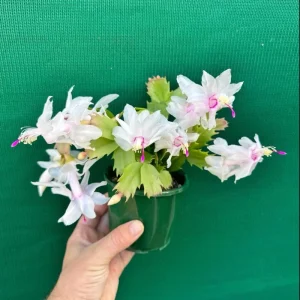 White Christmas & Thanksgiving Cactus Live Plant – Schlumbergera – 4-6