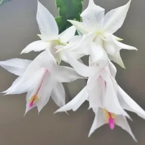 White Christmas & Thanksgiving Cactus Live Plant – Schlumbergera – 4-6