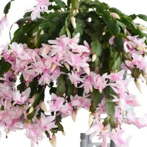 White Christmas & Thanksgiving Cactus Live Plant – Schlumbergera – 4-6" Tall - Image 1