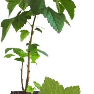 White Currant Bush Live Plant – Sweet Currant Shrub – 3.5