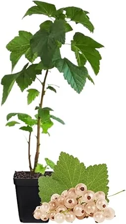 White Currant Bush Live Plant – Sweet Currant Shrub – 3.5" Pot - Image 6
