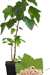 White Currant Bush Live Plant – Sweet Currant Shrub – 3.5