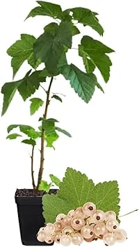 White Currant Bush Live Plant – Sweet Currant Shrub – 3.5" Pot - Image 7