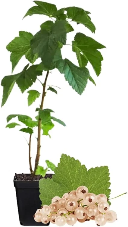 White Currant Bush Live Plant – Sweet Currant Shrub – 3.5" Pot - Image 1