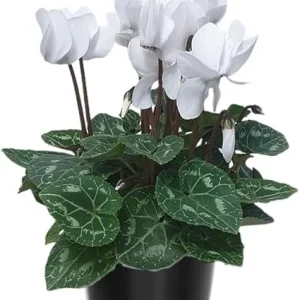 White Cyclamen Live Plant – 4" Pot – Hardy Houseplant & Garden Flower - Image 2