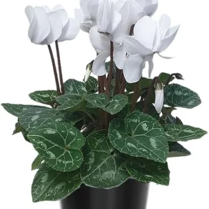 White Cyclamen Live Plant – 4" Pot – Hardy Houseplant & Garden Flower - Image 1