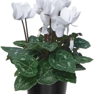 White Cyclamen Live Plant – 4