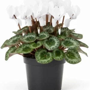 White Cyclamen Live Plant in 4" Pot – Vibrant Winter Blooms, Indoor/Outdoor - Image 2