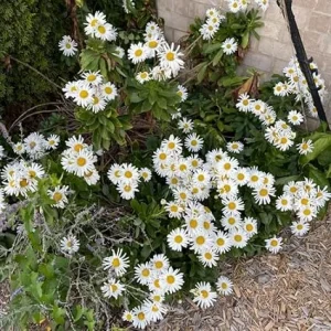 White Daisy Live Plant – Outdoor Garden Flower – 3 to 6 Inch Tall - Image 1