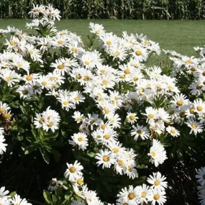 White Daisy Live Plant – Perennial Outdoor Garden Flowers 3-6 Inch Tall - Image 3