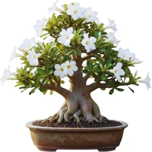White Desert Rose Live Plant - 5-7 Inches Tall - Perennial Flowering Succulent - Indoor/Outdoor - Image 2