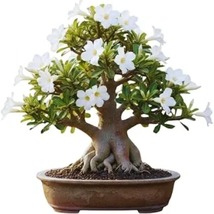 White Desert Rose Live Plant - 5-7 Inches Tall - Perennial Flowering Succulent - Indoor/Outdoor - Image 1