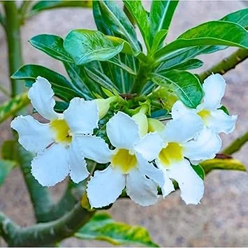 White Desert Rose Live Plant - Starter Size, 4-7 Inch Tall, Indoor/Outdoor - Image 3