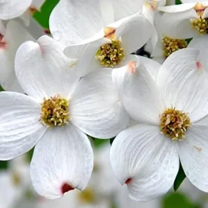 White Dogwood Tree Live Plant 1 Ft Bare Root - Flowering & Cold Hardy Outdoor - Image 1
