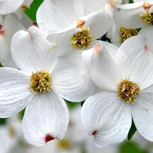 White Dogwood Tree Live Plant 1 Ft Bare Root - Flowering & Cold Hardy Outdoor - Image 5