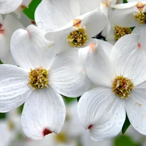 White Dogwood Tree Live Plant 1 Ft Bare Root - Flowering & Cold Hardy Outdoor - Image 6