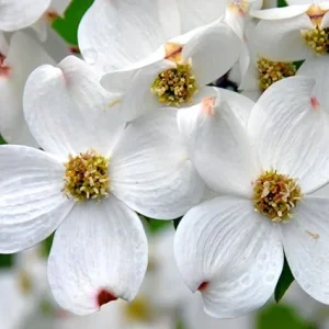 White Dogwood Tree Live Plant 1 Ft Bare Root - Flowering & Cold Hardy Outdoor - Image 7
