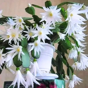 White Easter Cactus Live Plant – 4-9” Tall Rooted Holiday Succulent – Indoor/Outdoor - Image 1