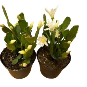 White Easter Cactus Live Plant - Rhipsalidopsis Gaertneri - Spring Blooming Holiday Cactus - 5-7