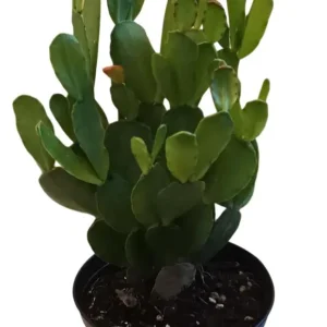 White Easter Cactus Live Plant - Rhipsalidopsis Gaertneri - Spring Blooming Holiday Cactus - 5-7