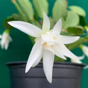 White Easter Cactus Live Plant - Rhipsalidopsis Gaertneri - Spring Blooming Holiday Cactus - 5-7