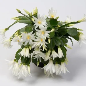 White Easter Cactus Live Plant - Rhipsalidopsis Gaertneri - Spring Blooming Holiday Cactus - 5-7